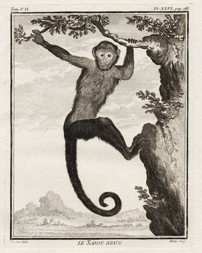 Singe capucin casquette - capucin, À