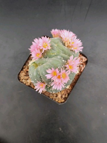 Ariocarpus frici f - ariocarpus,