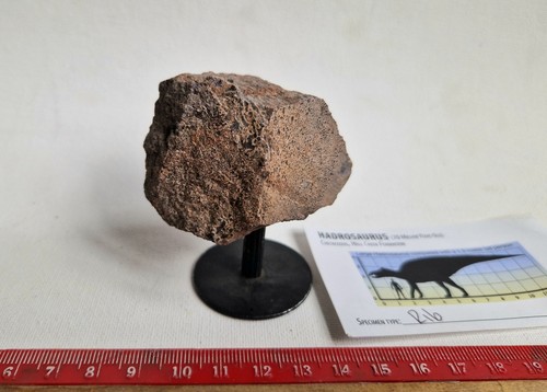 Spécimen fossile côte - fossile, os