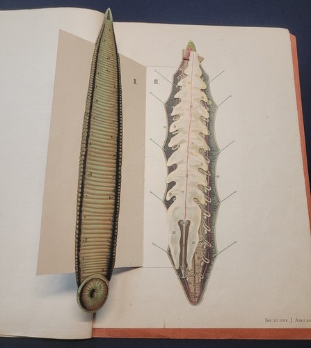 Sangsue anatomie et - sangsue, (