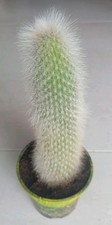 CACTUS   : Cleistocactus