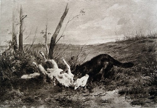 Loup agneau gravure - loup, et
