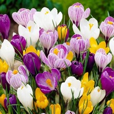 10 bulbes de Crocus Grande Fleurs - Mélange/ Mix  - calibre 7/8 culture facile