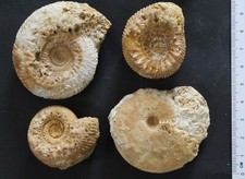 Ammonites fossiles Bajocien