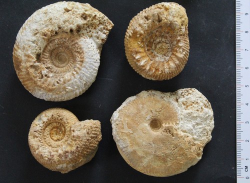 Ammonites fossiles bajocien - fossiles,