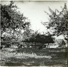 FRANCE Paysage Prairie Vaches c1910 Photo Plaque de verre Vintage §fn1