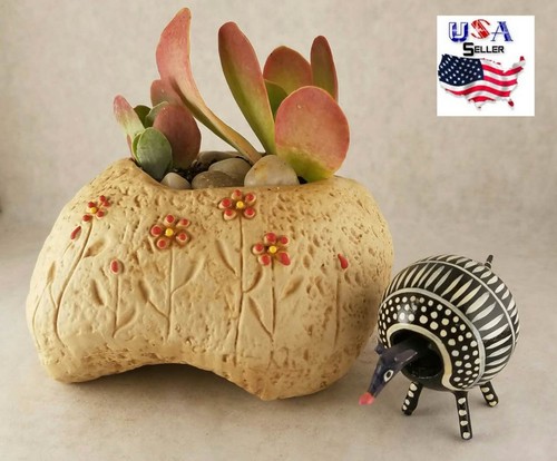Succulent plant flower - succulent,