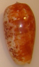 Conus bullatus (Textillia