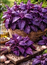 120 Graines De Basilic Pourpre