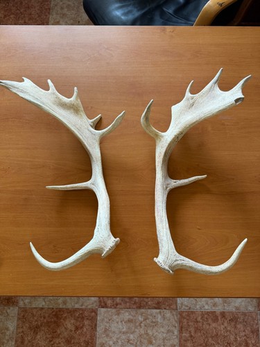 Véritable bois cerf 51cm - véritable,