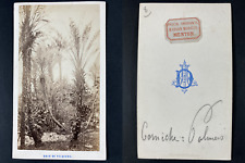 Amarante, France, Menton, Bois de palmiers Vintage cdv albumen print CDV, tira