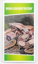 Carte Cartatoto - Boa constrictor