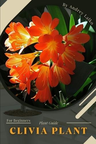 Andrey lalko clivia - lalko, plant
