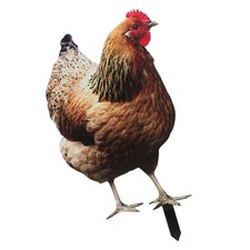  Décoration Poule Deco Jardin Rigolote Pieu Poulet Décoratif Drôle