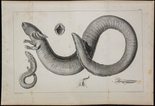 1839 - Planche d'anatomie & Urodèles - Sirène de Caroline du Sud - Lithographie