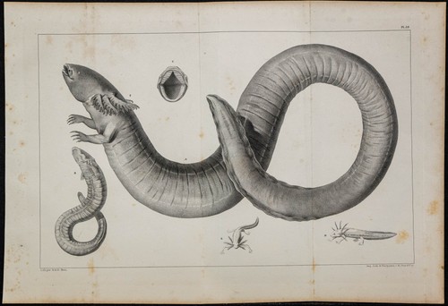 1839 planche anatomie - -, &