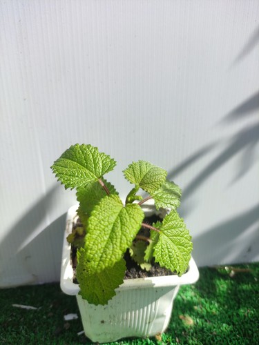 Mélisse citronné officinale