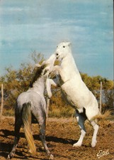 Carte postale postcard 10x15cm