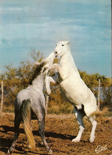Carte postale postcard 10x15cm