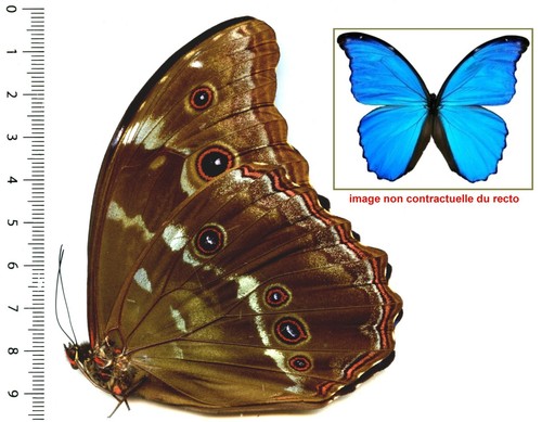 Morphidae morpho didius - -,