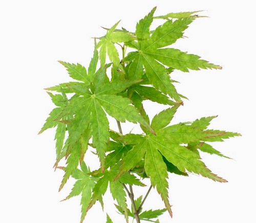 Acer palmatum polymorphum - , cv