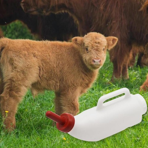 Pour agneau lait - agneau,, brebis