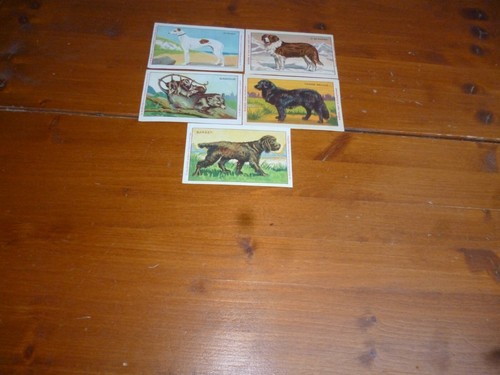 Images bledine lot de 5 - de,