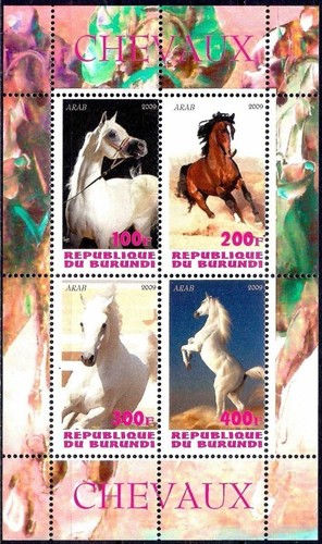 Arabes chevaux pur - arabes,