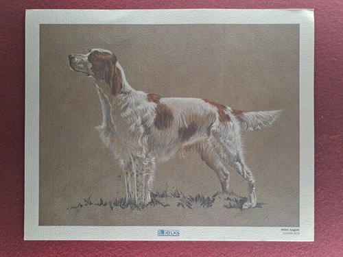 Dessin sur les chiens editions - sur,