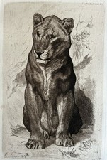 Auguste Lançon Gravure Eau Forte Etching Lion Lionne 1874 (style Paul Jouve )