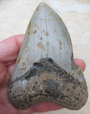 Grand Megalodon Dent - 11.2cm