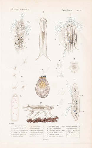 Chaetonotus larus rotifère - larus,