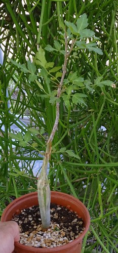 Bursera fagaroides cactus - bursera,