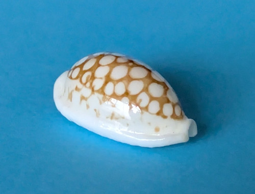Cypraea cribraria zadela 4 - cypraea, 20,4