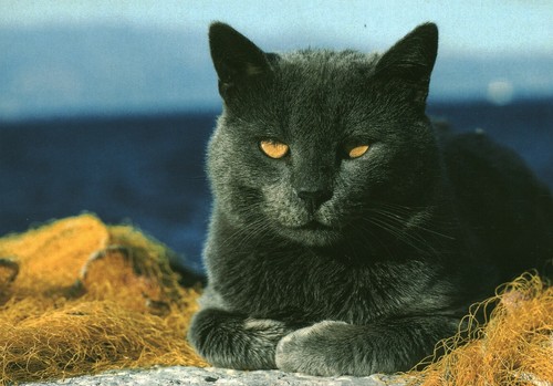 Carte postale les - , chats
