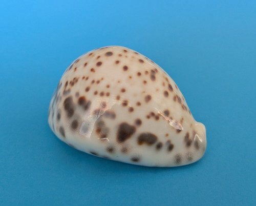 Cypraea tigris mm - cypraea,