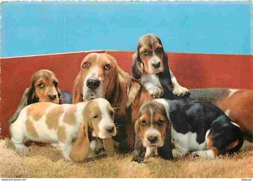 Carte postale animaux - postale,
