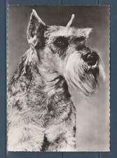 CPSM vers 1960  nature faune animaux  chien   schnauzer