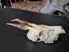 Crâne de chevreuil tête bizarde #813