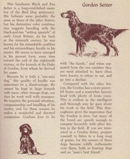 Gordon Setter - CUSTOM MATTED
