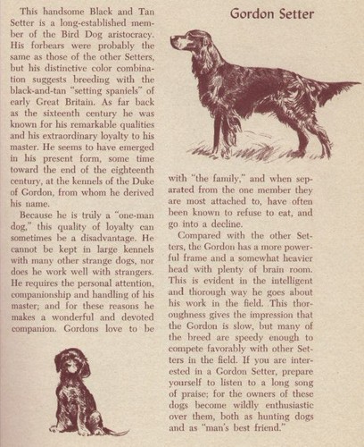 Gordon setter custom matted - gordon,