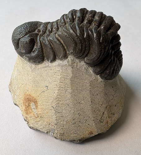 Phacops trilobite fossils - phacops,