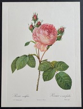 Botanique Rosier à cent