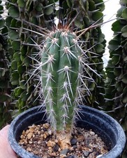 EULYCHNIA LONGISPINA JN880