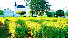 Château Caillou - 2° Grand Cru Classé _ Millésime du siècle 1929 _ Sauternais