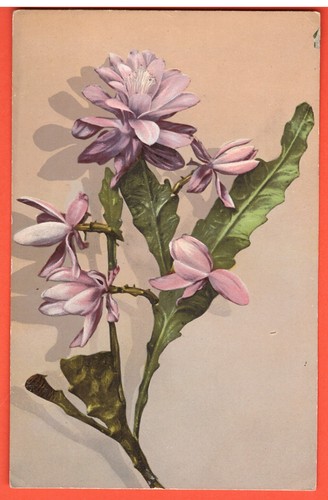 Superbe cpa fleurs - superbe,