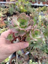 Aeonium widpretii - , x