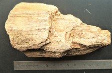 bois fossile silicifié haute