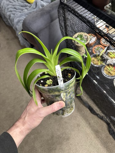 Phragmipedium acker rose - acker’s,
