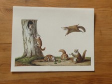 Peinture naturaliste  LE POLATOUCHE Écureuil volant par N. Huet (1806)